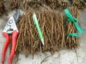 Blackberry Root Cuttings