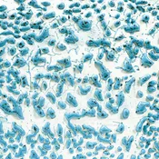 CR-22 Speckled Teal ^6