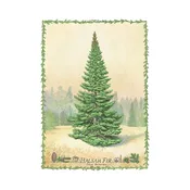 Balsam Fir Botanical — Glen Arbor Artisans