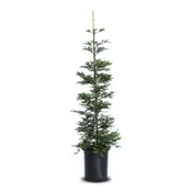 Aptos Blue (Sequoiadendron giganteum)