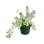 Cotyledon pendens (Cliff Cotyledon)