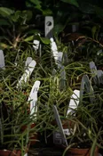 Hoya linearis — Wilson Plant Co