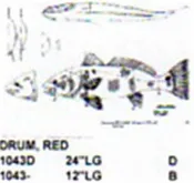 Red Drum Mouth Slightly Open 12" Long