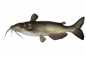 6-8″ Channel CATFISH, EA