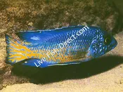 Ngara Flametail Peacock