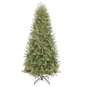 7.5′ Narrow Washington Valley Spruce