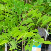 Gymnocladus dioicus (Kentucky Coffee)
