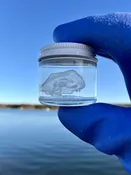 Preserved Moon Jellyfish | Maine Marine Biology Specimen for Study | Gulf Of Maine, Inc.