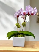 DOUBLE PHALAENOPSIS ORCHID