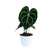 Anthurium clarinervium