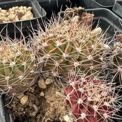 Acanthocalycium klimpelianum   #3