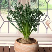 Albuca ‘Frizzle Sizzle’ (Albuca spiralis)