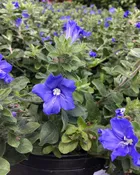 Blue My Mind - 1 Gallon
