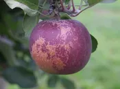 Apple 'Arkansas Black' 3 gal