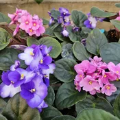 African Violet