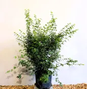 Acer pseudosieboldianum M/S