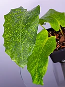 Goeppertia Calathea musaica