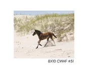 8×10 CWHF #31