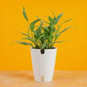 Epipremnum amplissimum | medium