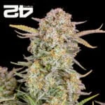 Bruce Banner Autoflower By 42 Fast Buds Usa - Kind Seed Co