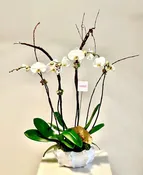2 Double Orchids