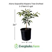 Alano Sapodilla Nispero Tree Grafted