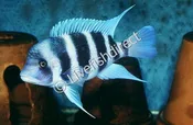 Frontosa Cichlid