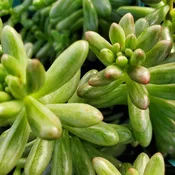 Aurora Jelly Bean Plant