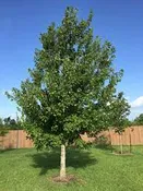 Acer r Red Maple #7