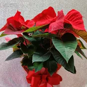 Poinsettia (6")