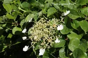 Hydrangea Anomala subsp. Petiolaris Skylands Giant
