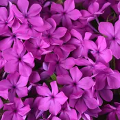 Candy Cloud™ Pink Mounding Phlox