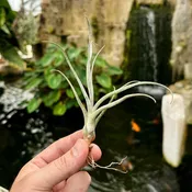 Tillandsia baileyi