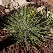 Agave geminiflora
