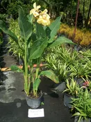 CANNA LILY