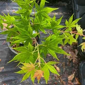 Acer palmatum 'Bell Green' Green Japanese Maple