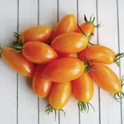 Blush Tomato