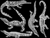 Alligator and Crocodile Decals - Glassware - Enamel