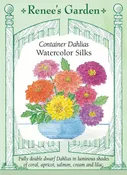 Border/Container Dahlias - Watercolor Silks
