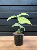 Silver Spiderman Monstera — YELO APLE