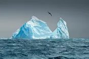 Albatross and Iceberg