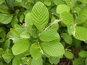 Alnus serrulata- Smooth Alder