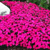 Paint the Town Magenta Dianthus