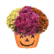 12" Pumpkin Pot Mumbo Carousel