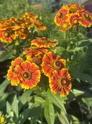 Helenium autumnale 'Salud Embers' / SNEEZEWEED — Franks Perennial Border