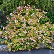 Abelia Suntastic ‘Radiance’