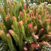 Aussie Pine