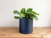 Romey Pot - Blue