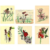 Notecard Set 1: Prairie Wildflowers