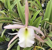 B. Fairy Queen 'Archilee' HCC/AOS.